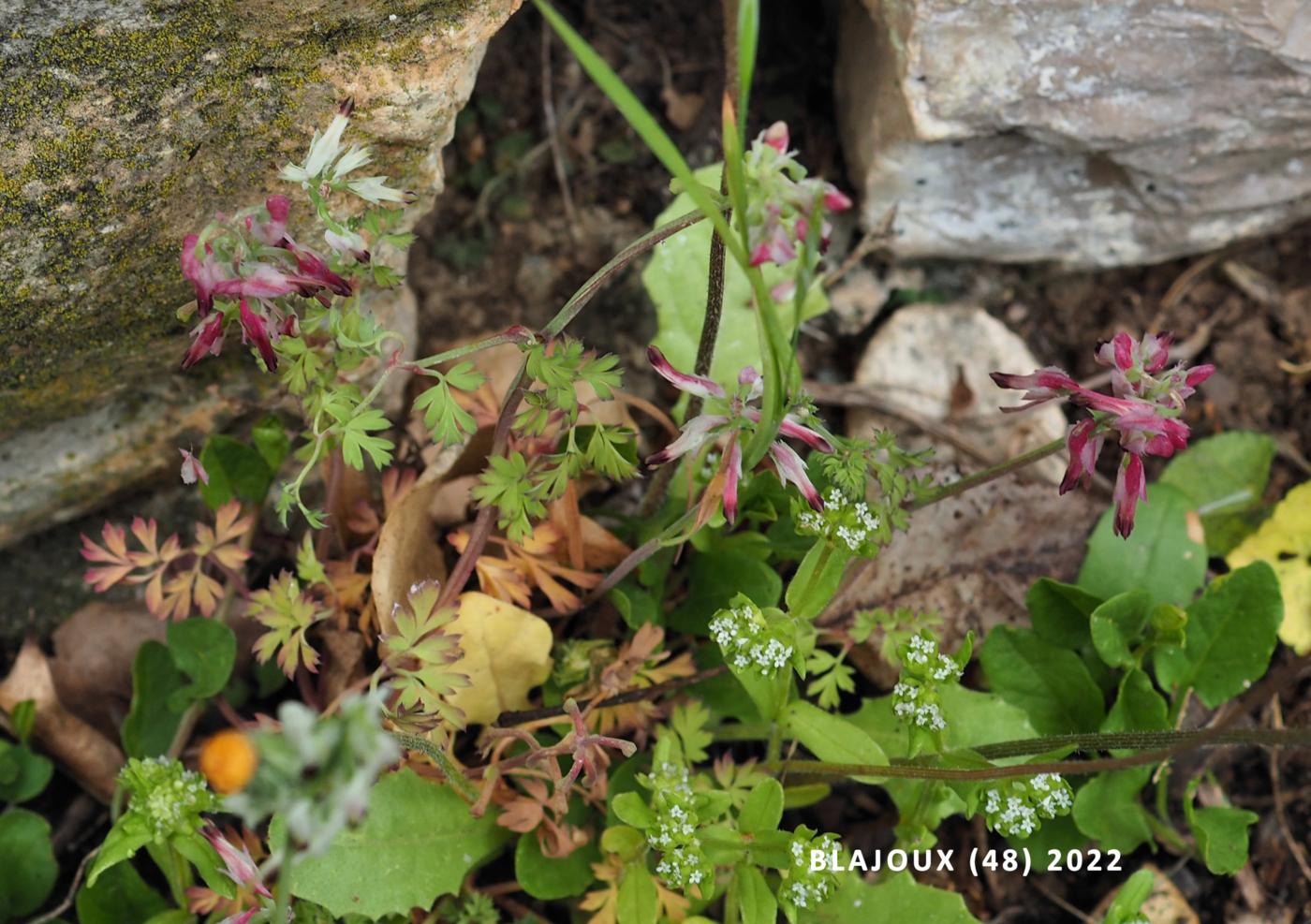 Fumitory, White Climbing plant